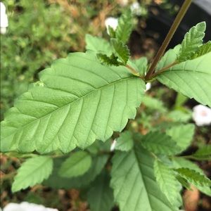 Meet your Posher, Divina pascual